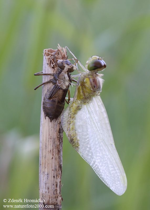 Vážka obecná, Sympetrum vulgatum, Anisoptera (Vážky, Odonata)